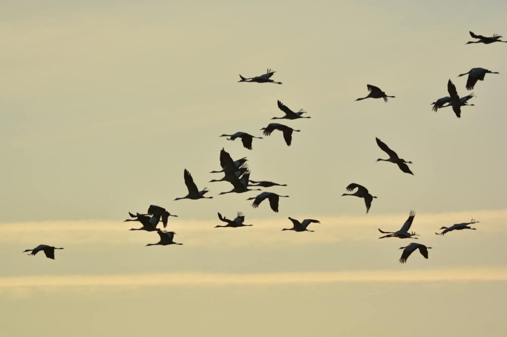 O Mistério Revelado: Como os Animais Decifram a Hora Certa de Migrar — como os animais sabem a hora de migrar | Incondicionai