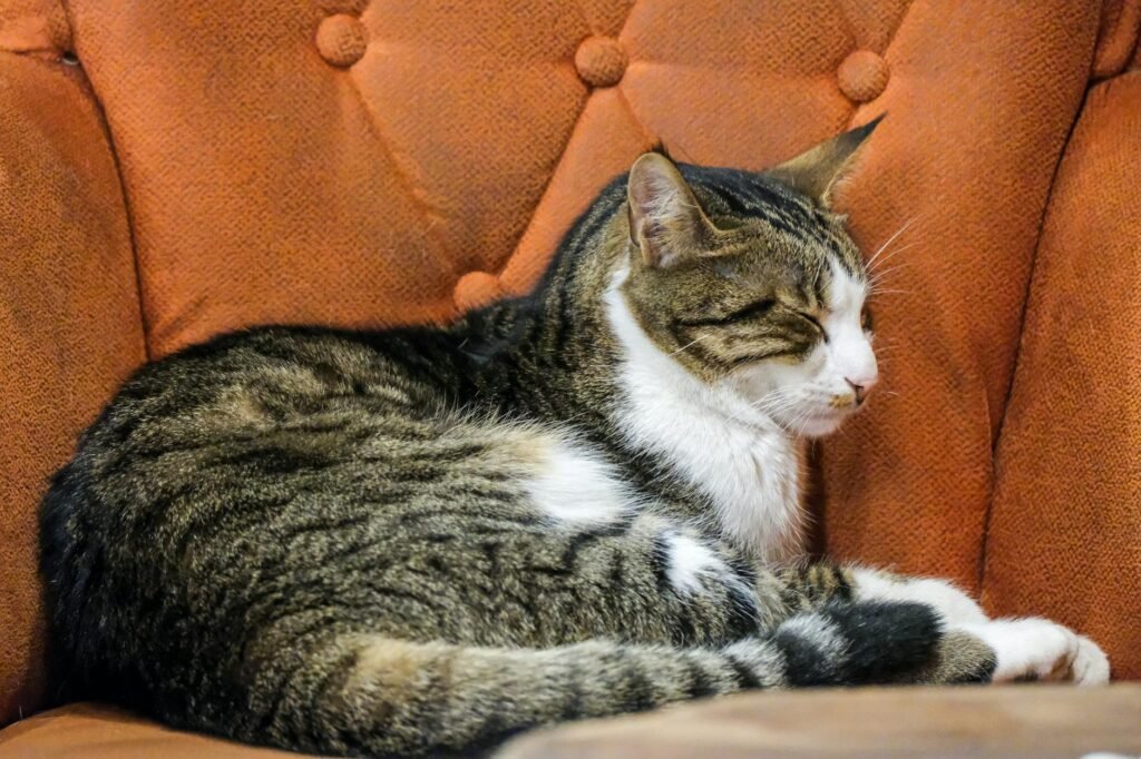 Para rotinas domésticas que geram paz, é essencial estabelecer um sistema organizado que combine eficiência e autocuidado. Pr